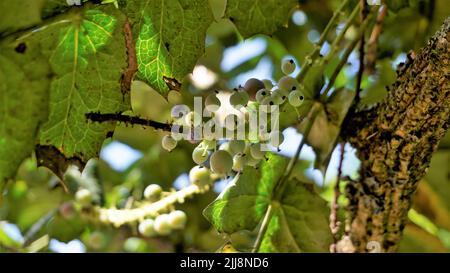 Gros plan de fruits mi-mûrs de Mahonia bealei également connu sous le nom de Beales barberry, Leatherleaf mahonia ou Oregon raisin. Banque D'Images