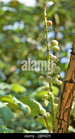 Gros plan de fruits mi-mûrs de Mahonia bealei également connu sous le nom de Beales barberry, Leatherleaf mahonia ou Oregon raisin. Banque D'Images