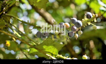 Gros plan de fruits mi-mûrs de Mahonia bealei également connu sous le nom de Beales barberry, Leatherleaf mahonia ou Oregon raisin. Banque D'Images