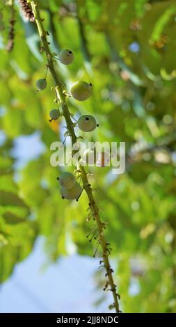 Gros plan de fruits mi-mûrs de Mahonia bealei également connu sous le nom de Beales barberry, Leatherleaf mahonia ou Oregon raisin. Banque D'Images