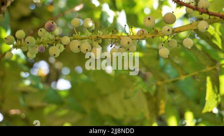 Gros plan de fruits mi-mûrs de Mahonia bealei également connu sous le nom de Beales barberry, Leatherleaf mahonia ou Oregon raisin. Banque D'Images