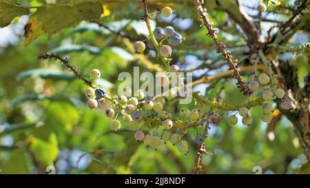 Gros plan de fruits mi-mûrs de Mahonia bealei également connu sous le nom de Beales barberry, Leatherleaf mahonia ou Oregon raisin. Banque D'Images