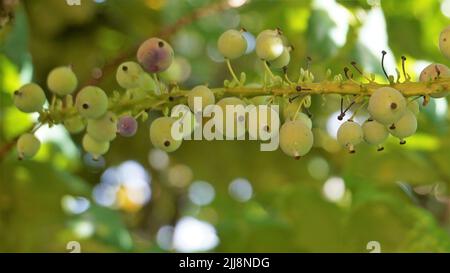 Gros plan de fruits mi-mûrs de Mahonia bealei également connu sous le nom de Beales barberry, Leatherleaf mahonia ou Oregon raisin. Banque D'Images