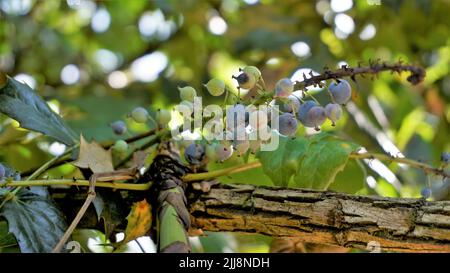 Gros plan de fruits mi-mûrs de Mahonia bealei également connu sous le nom de Beales barberry, Leatherleaf mahonia ou Oregon raisin. Banque D'Images