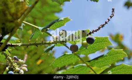 Gros plan de fruits mi-mûrs de Mahonia bealei également connu sous le nom de Beales barberry, Leatherleaf mahonia ou Oregon raisin. Banque D'Images