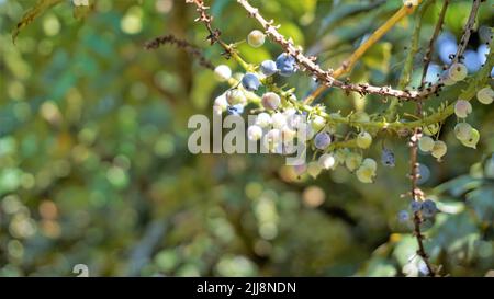 Gros plan de fruits mi-mûrs de Mahonia bealei également connu sous le nom de Beales barberry, Leatherleaf mahonia ou Oregon raisin. Banque D'Images