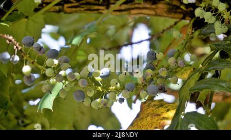 Gros plan de fruits mi-mûrs de Mahonia bealei également connu sous le nom de Beales barberry, Leatherleaf mahonia ou Oregon raisin. Banque D'Images