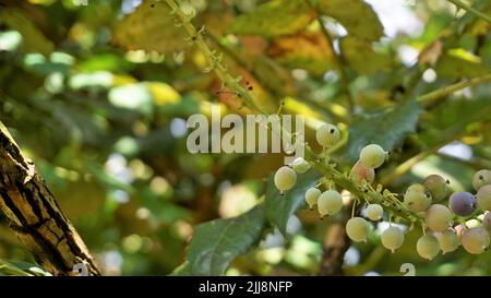 Gros plan de fruits mi-mûrs de Mahonia bealei également connu sous le nom de Beales barberry, Leatherleaf mahonia ou Oregon raisin. Banque D'Images