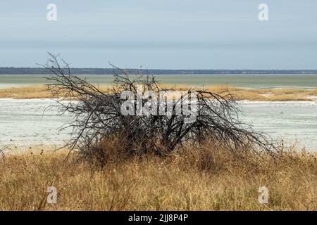 Herbe dorée et solitaire; brousse au bord de la grande Etosha Pan, un laque sec, de la taille du pays de Galles, de la moitié de la taille de la Suisse. Banque D'Images