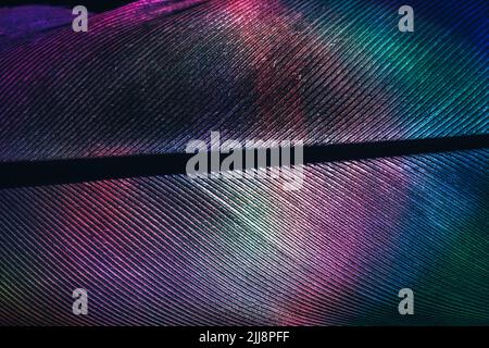 Gros plan plume oiseau lumineuse de couleur néon. Superbe texture d'arrière-plan pour un design élégant. Vue Macro. Banque D'Images