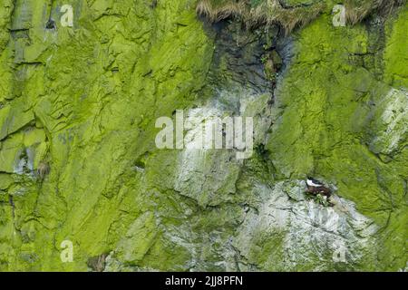 Razorbill Alca torda, adulte, sur nid, Skomer, Pembrokeshire, Pays de Galles, Royaume-Uni, juin Banque D'Images