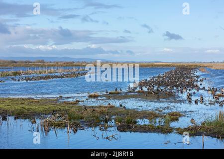 Vue sur le paysage des troupeaux mixtes de sauvagine dans les champs inondés, réserve Graylake RSPB, Somerset, Royaume-Uni, février Banque D'Images