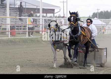 Courses de calèche (course de Chariot) au Neyaskweyahk Native Classic tenu à Maskwacis (Hobbema) Alberta Canada Banque D'Images