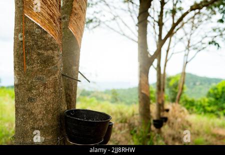 Taraudage de caoutchouc dans le jardin d'arbre en caoutchouc. Latex naturel extrait de l'usine de caoutchouc para. Plantation d'arbres en caoutchouc. Le liquide laiteux ou le latex suinte Banque D'Images