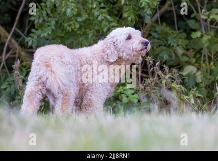 Un beau et élégant chien de couleur beige Labradoodle, se tenait dans un champ herbacé Banque D'Images