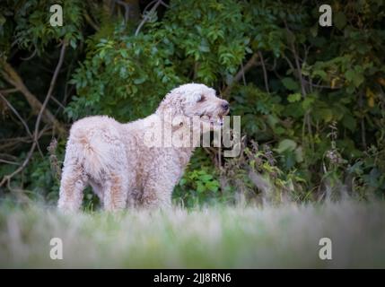 Un beau et élégant chien de couleur beige Labradoodle, se tenait dans un champ herbacé Banque D'Images
