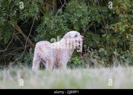 Un beau et élégant chien de couleur beige Labradoodle, se tenait dans un champ herbacé Banque D'Images