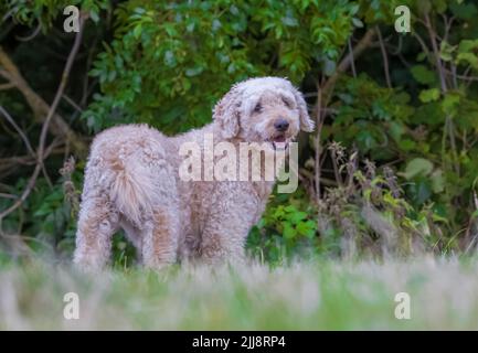 Un beau et élégant chien de couleur beige Labradoodle, se tenait dans un champ herbacé Banque D'Images