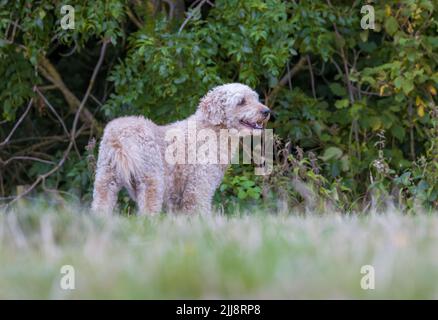 Un beau et élégant chien de couleur beige Labradoodle, se tenait dans un champ herbacé Banque D'Images
