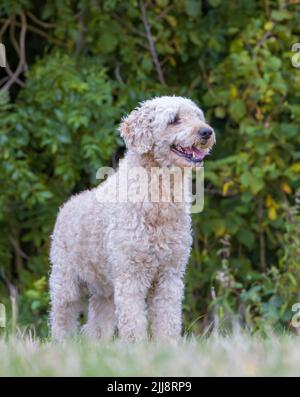 Un beau et élégant chien de couleur beige Labradoodle, se tenait dans un champ herbacé Banque D'Images