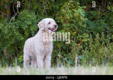 Un beau et élégant chien de couleur beige Labradoodle, se tenait dans un champ herbacé Banque D'Images