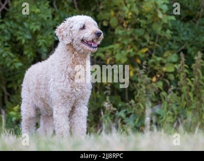 Un beau et élégant chien de couleur beige Labradoodle, se tenait dans un champ herbacé Banque D'Images