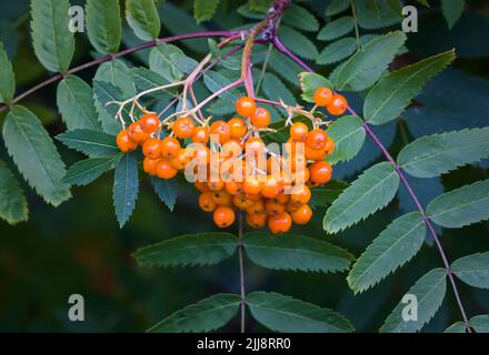 Un gros plan d'une grappe de baies d'orange vif produites par un arbre de cendres de montagne. Cet arbre est également connu sous le nom de Rowan. Banque D'Images