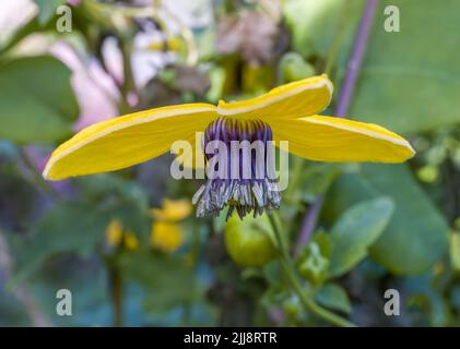 Une belle fleur de Clematis Tangutica montrant ses magnifiques pétales jaunes Banque D'Images