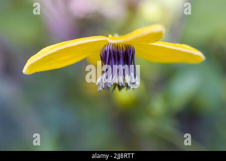 Une belle fleur de Clematis Tangutica montrant ses magnifiques pétales jaunes Banque D'Images