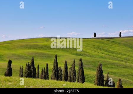 Groupe de cyprès célèbres dans la vallée verte près de San Quirico d'Orcia. Beau paysage dans la journée ensoleillée - Val d'Orcia, Toscane, Italie Banque D'Images