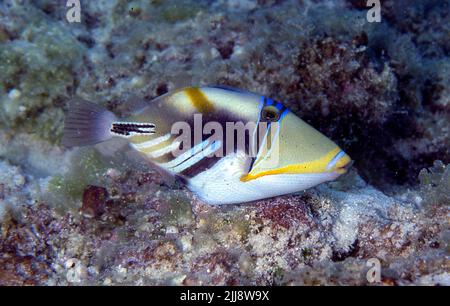 Picassofish (Rhinecanthus aculeatus) de l'île de Kuredu, aux Maldives. Cette espèce est également connue sous le nom d'Humuhumu. Banque D'Images