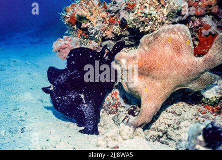 Une paire de Frogfishes, Antennarius sp. (Peut-être le poisson-Frogfish géant, A. commersoni), dans un récif aux Maldives. Lorsque les plongeurs sont retournés à ce même spo Banque D'Images