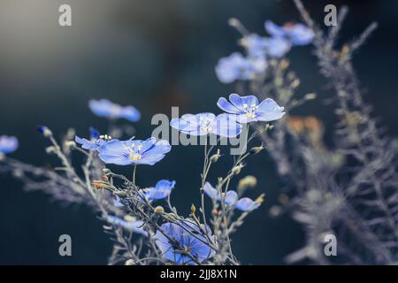 Plusieurs fleurs bleues de lin ou de linum perenne sur fond bleu. Virage créatif. Concept de la nature Banque D'Images