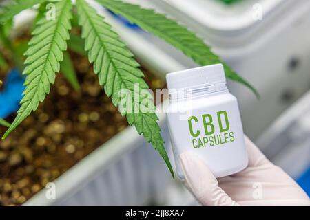 Cannabidiol CBD gélules médicales comprimés produits de santé de la plante de cannabis Banque D'Images