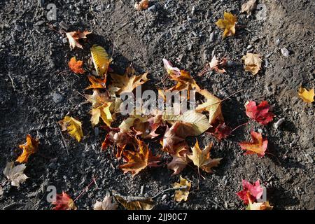 Feuilles d'érable d'automne de couleur très vive (nageoire: Vaahtera) photographiées à Helsinki. Image colorée de l'automne du parc. Banque D'Images