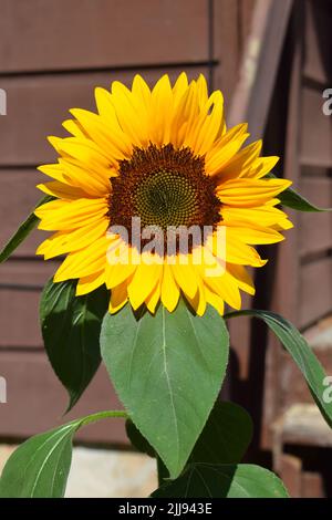 Un gros plan d'un tournesol lors d'une chaude journée ensoleillée dans le sud-ouest, Wisconsin, États-Unis Banque D'Images