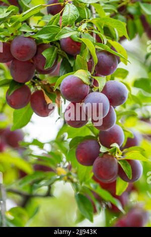 Prune, délicieux pourpre et rose doux fruits sur la branche de l'arbre dans le verger, fruit Banque D'Images