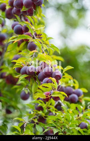 Prune, délicieux pourpre et rose doux fruits sur la branche de l'arbre dans le verger, fruit Banque D'Images