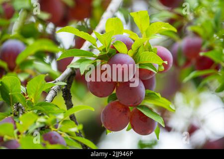 Prune, délicieux pourpre et rose doux fruits sur la branche de l'arbre dans le verger, fruit Banque D'Images