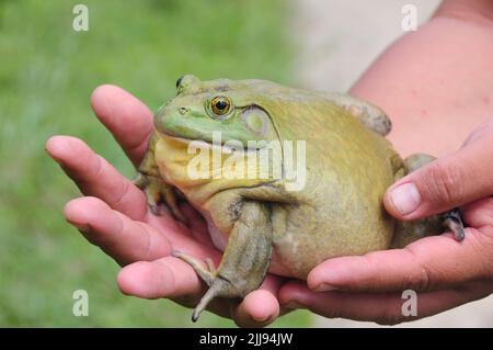 Bullfrog africain géant à portée de main. Concept animal Banque D'Images