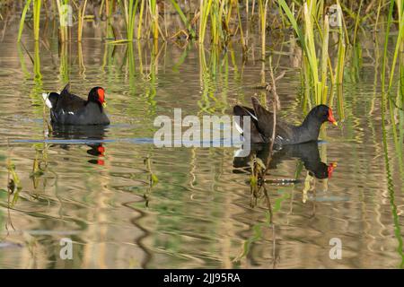 Un couple de moorhens communs nageant parmi les roseaux, reflétés dans l'eau de l'étang. Banque D'Images