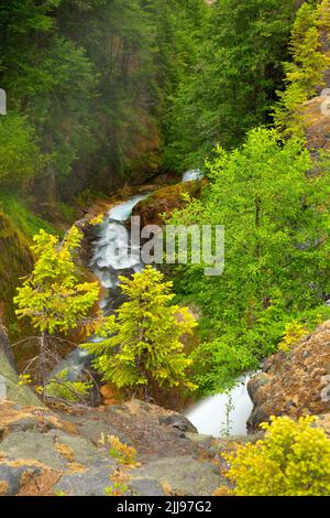 Rivière Muddy le long de la piste de Lava Canyon, monument volcanique national du Mont St Helens, Washington Banque D'Images