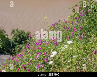 Pea tubéreuse Lathyrus tuberosus croissant sur les falaises de la gorge Avon à Bristol, Royaume-Uni Banque D'Images