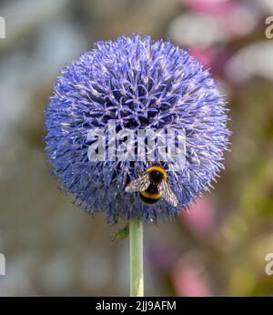 Echinops ritro le Globechardon du Sud et le Bumblebee à queue blanche Bombus lucorum dans un jardin Somerset Royaume-Uni Banque D'Images