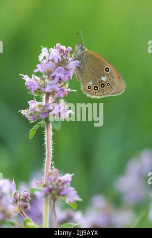 Calaque de châtaignier Coenonympha glycérion, imago, roosting on Thymus sp, Bükk Hills, Hongrie, mai Banque D'Images