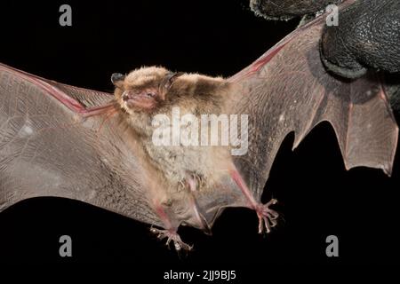 La chauve-souris de Daubenton Myotis daubentonii, (contrôlée) en main, capturée sous licence, Noszvaj, Bükk Hills, Hongrie, mai Banque D'Images