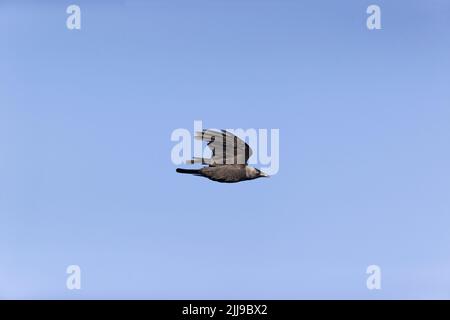 WESTERN Jackdaw Corvus monedula, adulte volant, Suffolk, Angleterre, juillet Banque D'Images