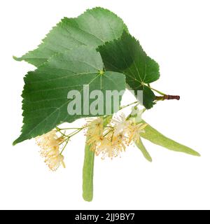 Fleurs de Tilleul isolé sur fond blanc Banque D'Images