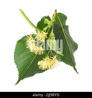 Fleurs de Tilleul isolé sur fond blanc Banque D'Images