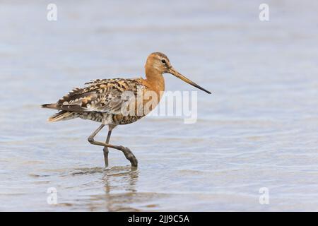 Godwit à queue noire Limosa limosa, plumage d'été adulte mâle passage à gué, réserve naturelle de Titchwell RSPB, Norfolk, Angleterre, juillet Banque D'Images